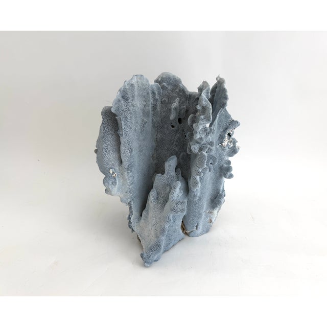 Stately Natural Blue Coral Specimen Coastal Decor For Sale In Los Angeles - Image 6 of 9