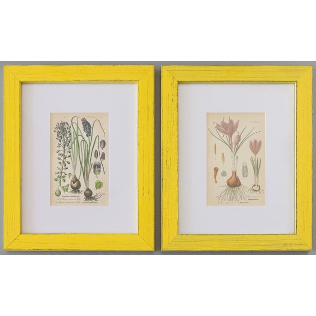 Custom Framed Antique Floral Botanical Engravings - Set of Two For Sale - Image 10 of 10