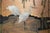 "Willow and White Herons" by Yukiga, 1970s Showa Era Japanese Painted Byobu Screen For Sale In Dallas - Image 6 of 18