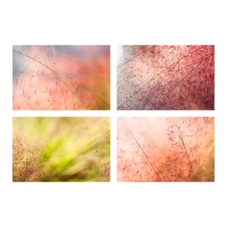 'In the Pink' Set of Botanical Photographs, Series of Four 18 X 12" Fine Art Photography Prints For Sale