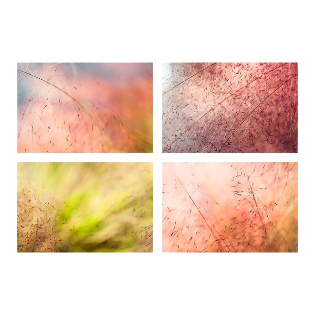 'In the Pink' Set of Botanical Photographs, Series of Four 18 X 12" Fine Art Photography Prints For Sale