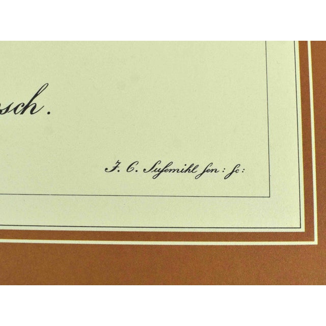 Paper Mid 20th Century German Naturalist Illustration j.c. Susemihl Frogs and Pintail Duck Prints - Set of 3 For Sale - Image 7 of 11