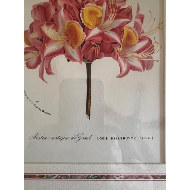This is a framed botanical print featuring a detailed illustration of an Azalea, known for its vibrant floral colors. The...