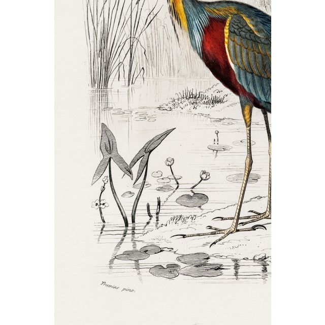 Paper Purple Heron Antique Illustration, Vintage Bird Art Print Reproduction, 24″ × 36″ For Sale - Image 7 of 9