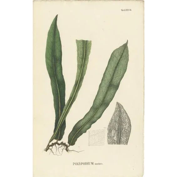 Early 19th Century Carolo Ludovico Blume, Ferns of Indonesia, 1829, Lithograph on Paper For Sale - Image 5 of 5