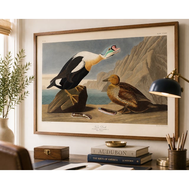 Illustration King Duck, Vintage Art Print Reproduction From Birds of America by John James Audubon, 60" X 40" For Sale - Image 3 of 10