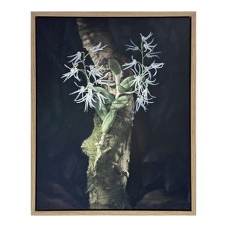 Orchid and Lizard by Susan McDonnell | Oil on Panel White Orchids With Lizard For Sale