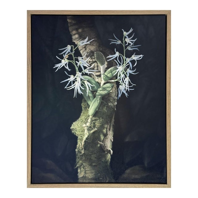 Orchid and Lizard by Susan McDonnell | Oil on Panel White Orchids With Lizard For Sale