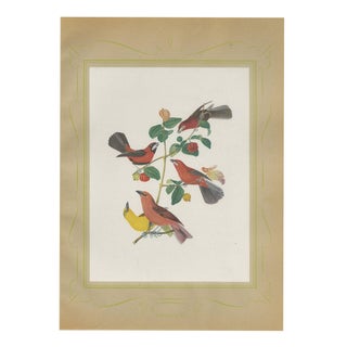 Descourtilz, Red Tanagers, Brazilian Bird Print,1944, Paper For Sale