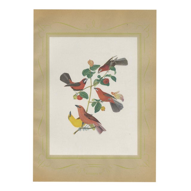 Descourtilz, Red Tanagers, Brazilian Bird Print,1944, Paper For Sale