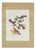 Descourtilz, Red Tanagers, Brazilian Bird Print,1944, Paper For Sale