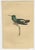 Jardine, Bird Illustrations Violet-Tufted Hummingbird, 1837, Print, Set of 8 For Sale - Image 6 of 10