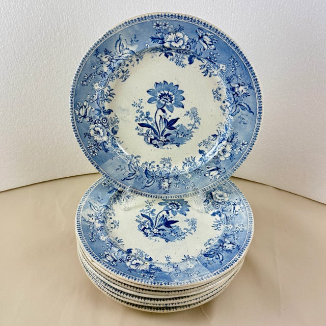 Staffordshire Elkin & Newbon English Botanical Beauties Dinner Plates, Set of Eight For Sale - Image 4 of 15