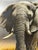 Realism Peter Jepson (British, b.1936) African Bull Elephant at Letaba, Kruger National Park | Original Wildlife Painting c.1999 For Sale - Image 3 of 18