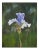 Spetchley Blue Iris, Still Life Oil For Sale