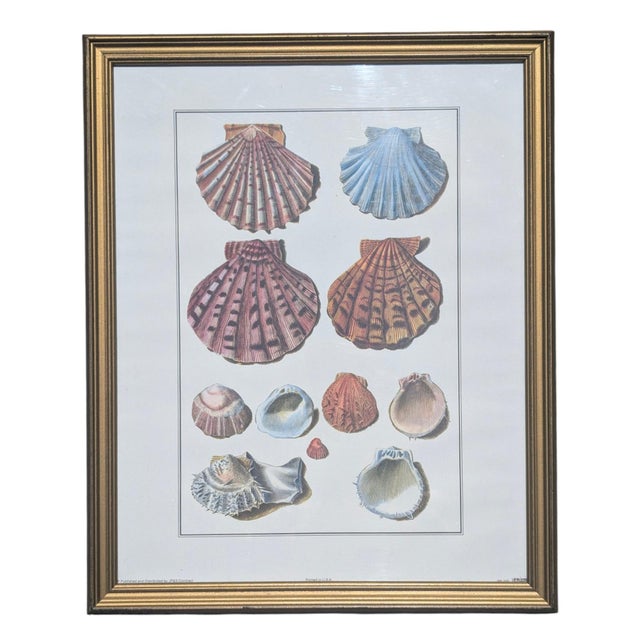 Nautical Vintage Coastal Seashell Clamshell Framed Prints- Set of 3 For Sale - Image 3 of 11