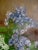 Still Life Glycine in a Vase Oil Painting 19th Century, Framed For Sale - Image 9 of 12
