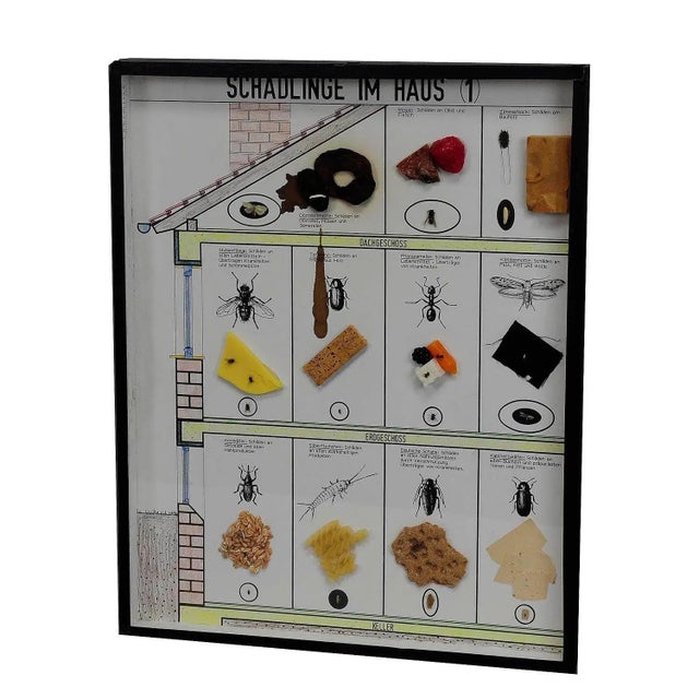 Great Vintage School Teaching Display of Household Pests A vintage school teaching showcase with household pests specimen...
