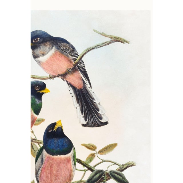 Paper Vintage Tropical Bird Illustration, Bird Art Print Reproduction, 24" X 36" For Sale - Image 7 of 9