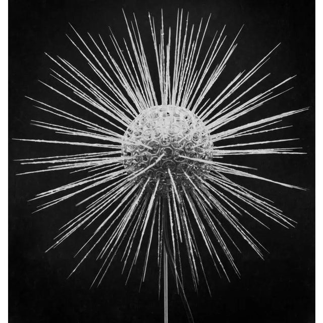 Clathrulina Elegans A model of a fresh water protozoan, Clathrulina elegans, a species of heliozoan eukaryotes, a group of...