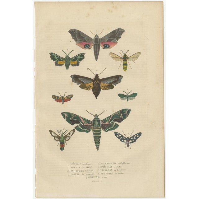 An antique hand-colored engraving. This particular illustration focuses on various moth and butterfly species, showcasing...