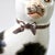 1920's Staffordshire Ware Mantle Cat on Cushion Figurine Right Facing For Sale - Image 10 of 15