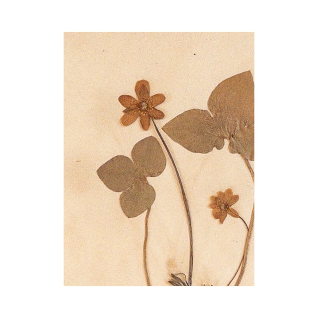 Hepatica Triloba, commonly known as Liver Wort, is a small woodland perennial with three-lobed leaves and delicate early...