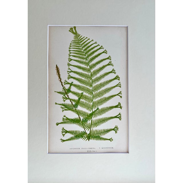 Original antique botanical Fern Lithograph Print circa 1867 presented archival matted and framed in a contemporary gallery...