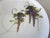 Vintage Koshida Wisteria Garland Geisha Lithophane Tea Cup & Saucer Set- 2 Pieces For Sale - Image 9 of 13