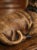 Glass Mid-Century French Terracotta Pug Dog Sculpture With Glass Eyes For Sale - Image 7 of 12