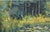 Original oil landscape by Sean Wu, Lily Pond
