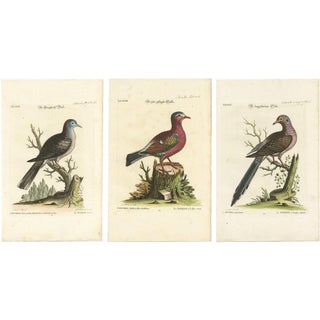 After George Edwards, Exotic Pigeons, Hand-Colored Engravings, 1770s, Set of 3 For Sale