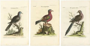 After George Edwards, Exotic Pigeons, Hand-Colored Engravings, 1770s, Set of 3