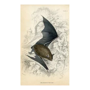 1830s, Gray Bat Print, Original Antique Mammal Engraving, England