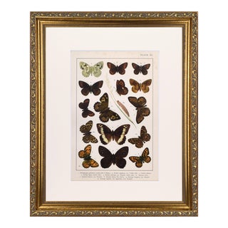 19th Century English Butterfly Print by Kappel and Kirby C. 1895 For Sale