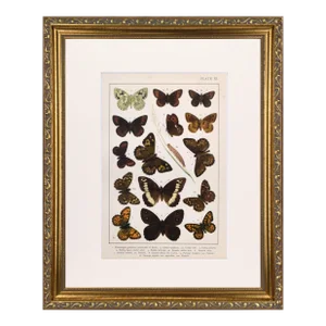 19th Century English Butterfly Print by Kappel and Kirby C. 1895