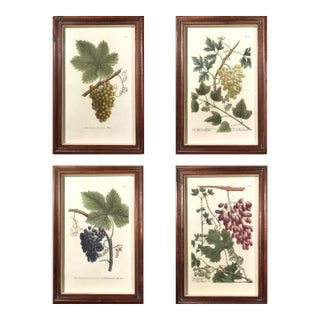 Johann Wilhelm Weinmann Engravings of Grapes- Set of Four For Sale