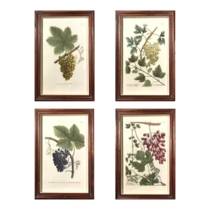Johann Wilhelm Weinmann Engravings of Grapes- Set of Four