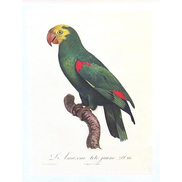 Pair of Large French Parrot Bird Portrait Prints Lithographs Framed For Sale - Image 4 of 7