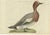 Late 18th Century Sepp & Nozeman, Bird Illustration of the Male Eurasian Wigeon or Widgeon, 1797, Print For Sale - Image 5 of 5