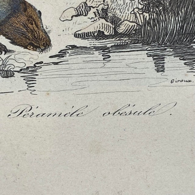Paper French Antique 18th Century Animal Engraving Hand Colored Signed Artwork For Sale - Image 7 of 12