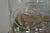 Vintage Great Bear Clear 5 Gallon Glass Carboy Jug in Wooden Crate - Pair For Sale In Philadelphia - Image 6 of 16