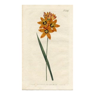 1801, Ixia Botanical Print From Curtis, Original Antique Botanical Print, Engraving, England For Sale