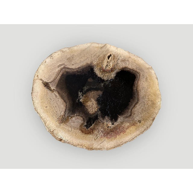 Contemporary Andrianna Shamaris Rare Palm Petrified Wood Slab For Sale - Image 3 of 5