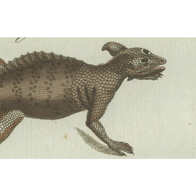 Bertuch, Exotic Lizards and Flying Dragon, 1800, Engraving For Sale - Image 3 of 9