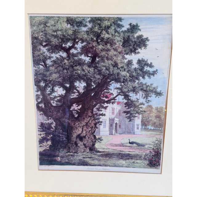J. G. Strutt (1790-1864) Ancient Elm at Checquers 1825 by Throwbridge Gallery London Framed Colored Engraving. Deep rich...