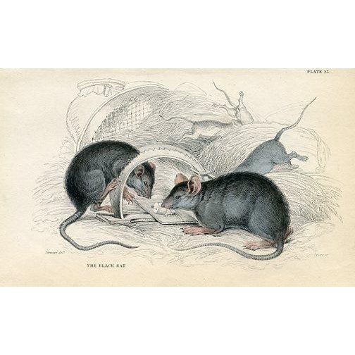 Original hand-colored antique Mammal print from "The Naturalist's Library", a multi-volume natural history folio published...