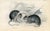 Original hand-colored antique Mammal print from "The Naturalist's Library", a multi-volume natural history folio published...
