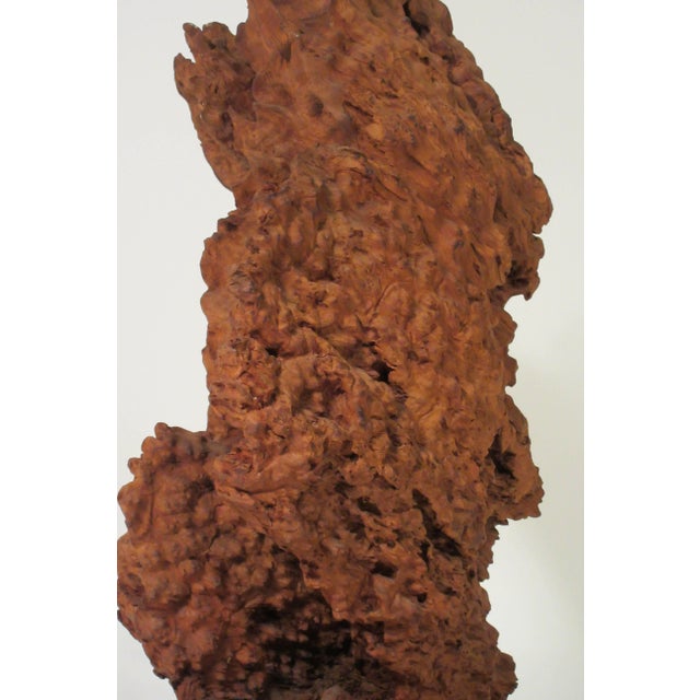 1960s Driftwood Sculpture For Sale - Image 10 of 13