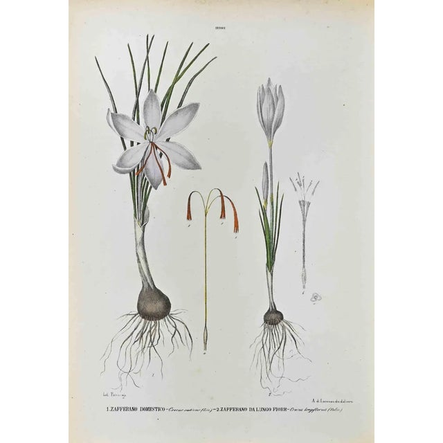 Vincenzo Tenore, The Irises, Lithograph, 1870s For Sale